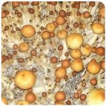 Псилоцибиновые (галлюциногенные) грибы Psilocybin "Golden Teacher" в Соликамске Псилоцибиновые (галлюциногенные) грибы Psilocybin "Golden Teacher" в Соликамске