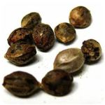 Семена марихуаны АК-47  (Seeds AK-47) в Соликамске